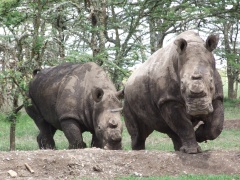 Vyšetření nosorožců v Africe má svá rizika