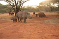 V Africe se daří i dalším nosorožcům ze Dvora