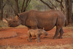 Samička Eliška už je v Tanzanii ve velkém výběhu. V Africe se daří i dalším nosorožcům ze Dvora