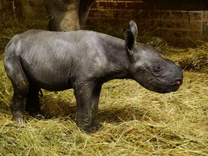 Konečně holka! V ZOO Dvůr Králové se letos narodilo už třetí mládě nosorožce dvourohého
