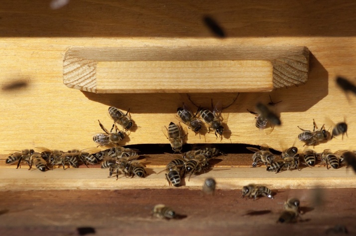 Hradecká veterinární škola vybuduje nové zázemí pro včelaře