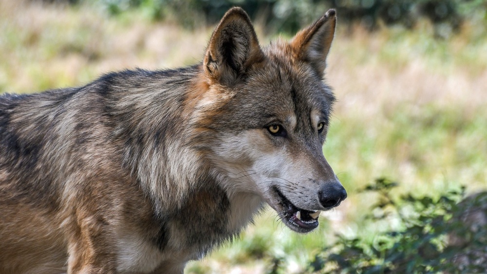 Kraj letos vyplatil už 1,8 milionu korun za škody způsobené vlky